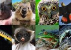 When Following the Form Beats Saving a Species: How Draft Rules May Let Developers Off the Hook
