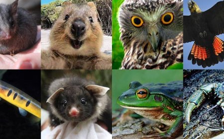 When Following the Form Beats Saving a Species: How Draft Rules May Let Developers Off the Hook