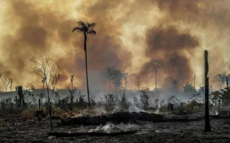 'Amazon of America': short film imagines a post-coup Brazil selling the rainforest to the U.S.