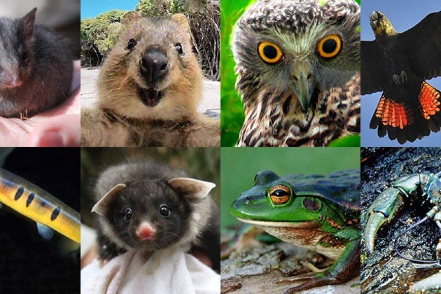 When Following the Form Beats Saving a Species: How Draft Rules May Let Developers Off the Hook