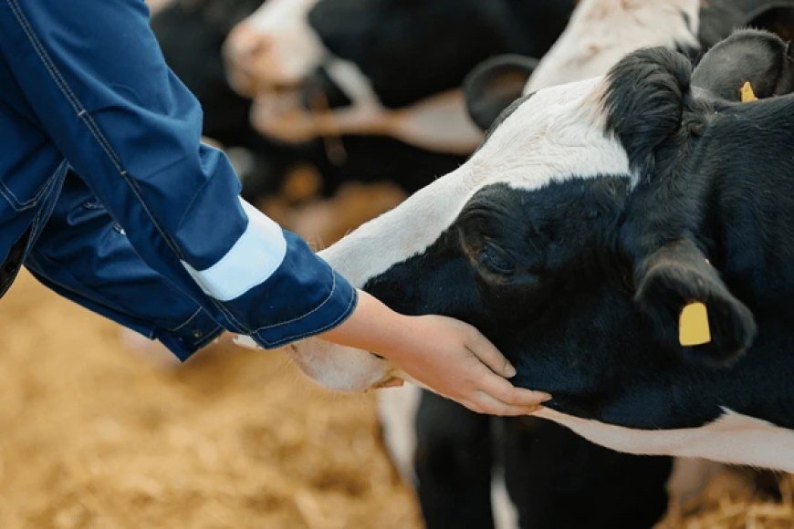 Milking the Last Drop: The Watsons Auction Off Butter Ridge